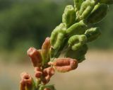 Reseda lutea