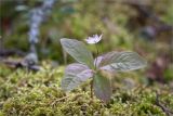 Trientalis europaea. Цветущее растение с розовой окраской венчика. Карелия, Заонежье, хвойный лес, моховая подушка. 14.06.2015.