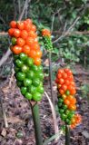 Arum italicum ssp. albispathum