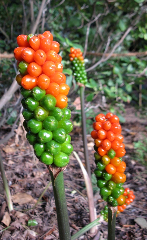 Изображение особи Arum italicum ssp. albispathum.