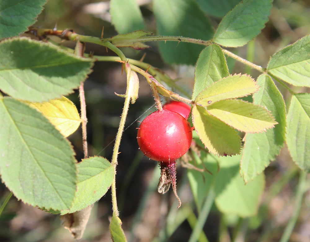 Image of Rosa villosa specimen.