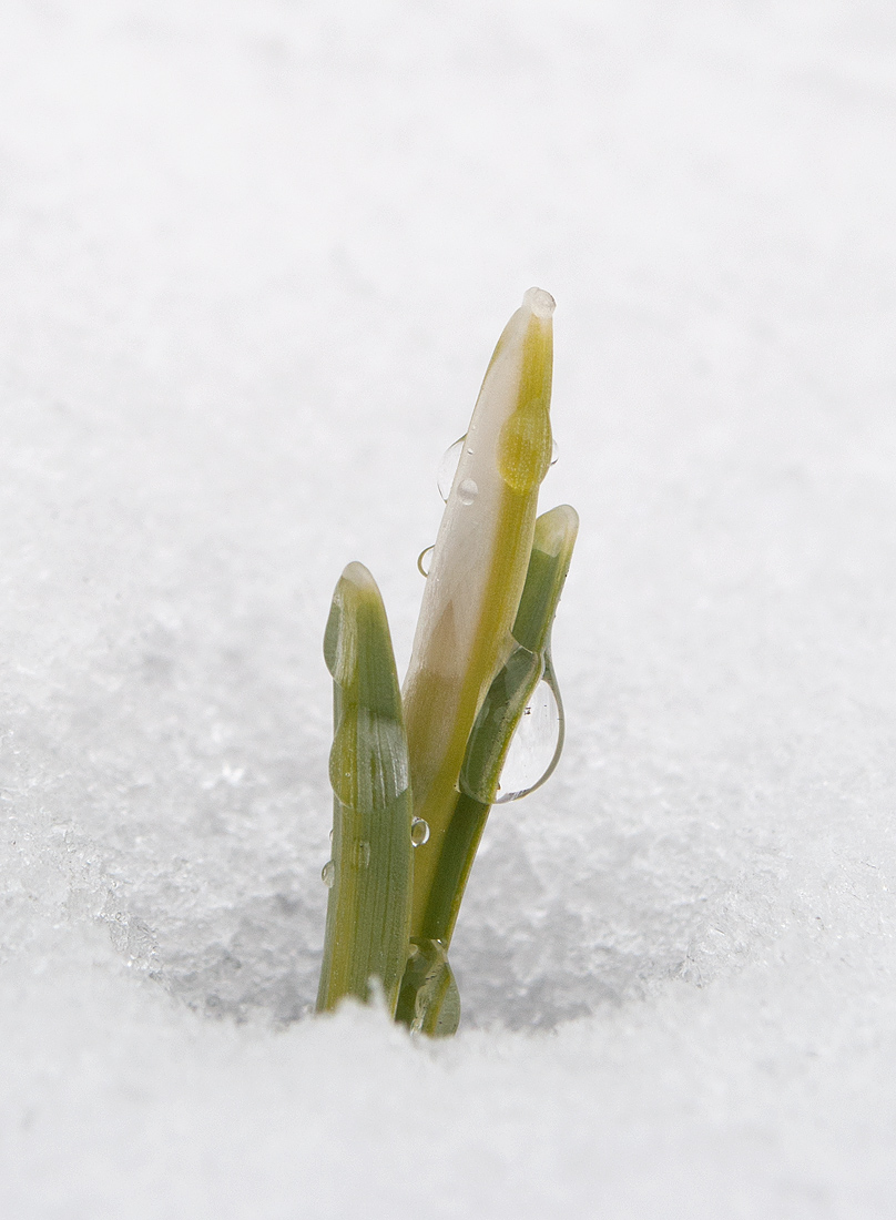 Image of Galanthus nivalis specimen.