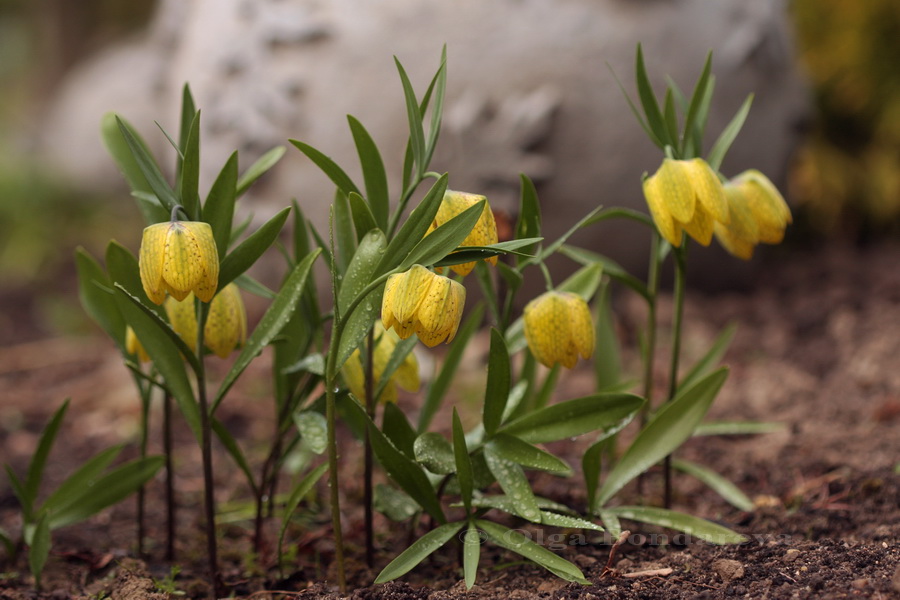 Image of Fritillaria ophioglossifolia specimen.