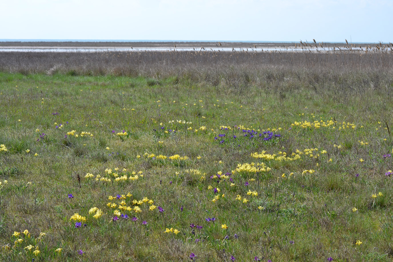 Image of Iris pumila specimen.