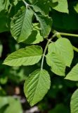 Aralia continentalis