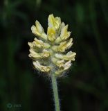 Oxytropis pilosa