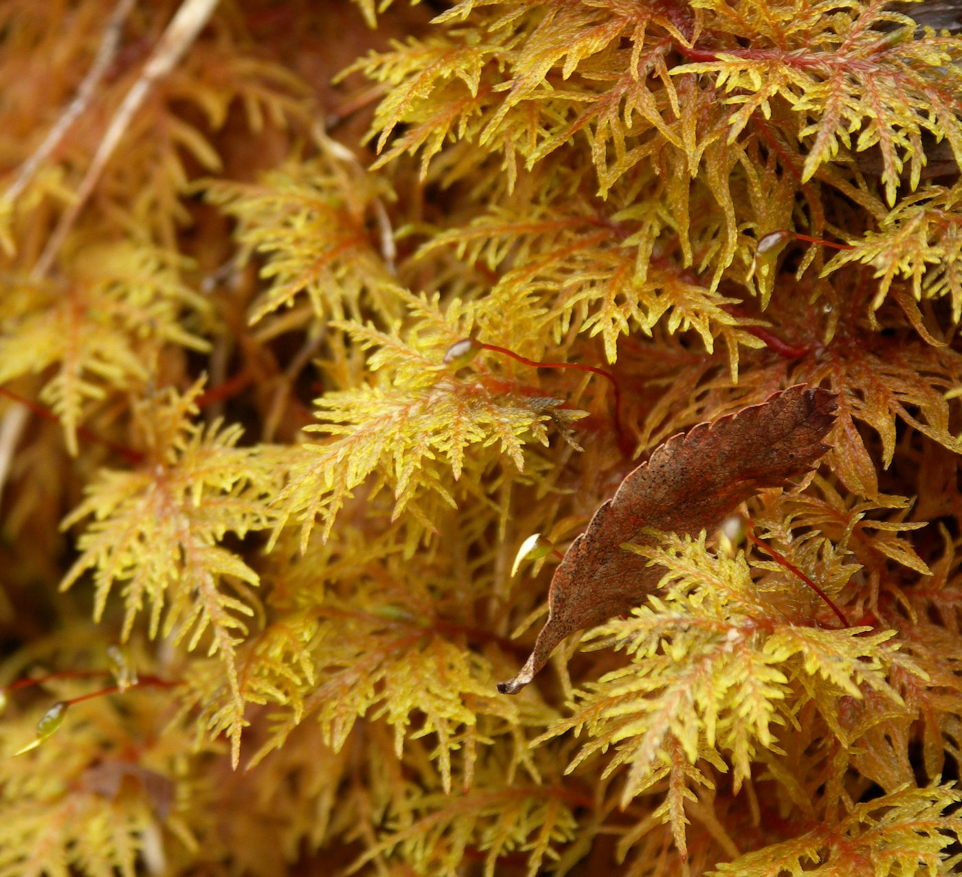 Image of Hylocomium splendens specimen.