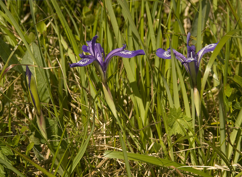 Image of Iris ruthenica specimen.