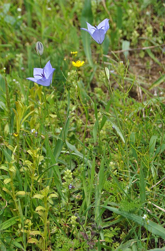 Изображение особи Campanula beauverdiana.