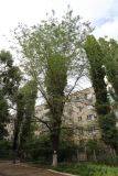 Gleditsia triacanthos variety laevis. Вегетирующее растение (var. inermis). Ростовская обл., г. Таганрог, в озеленении во дворе. 16.06.2016.
