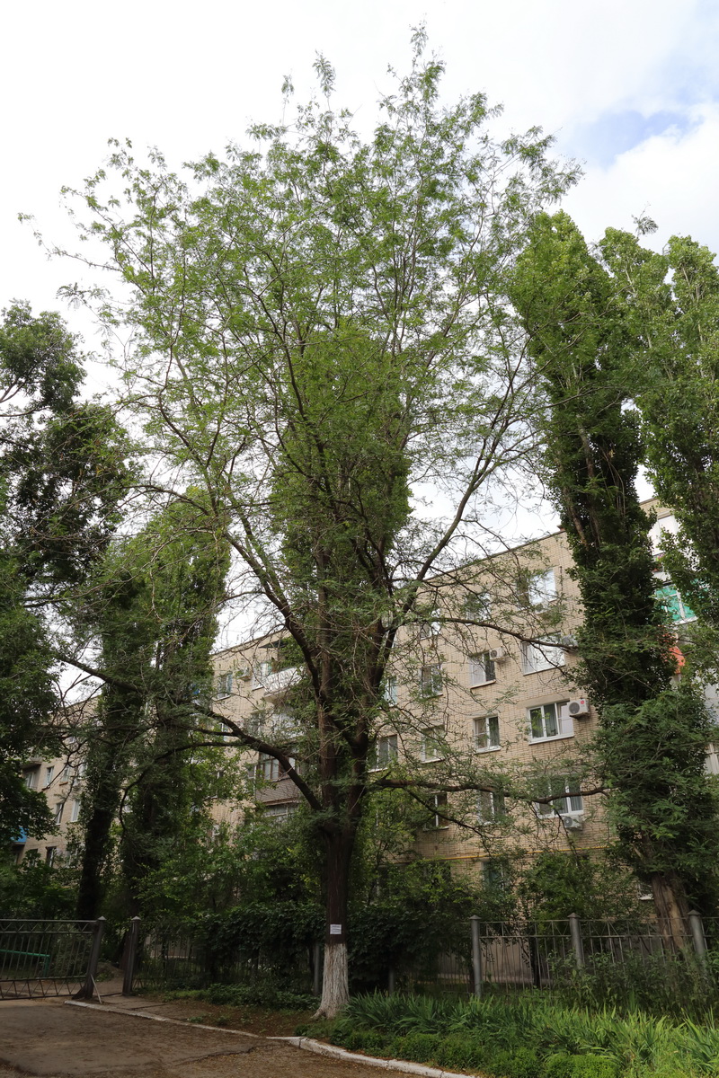 Image of Gleditsia triacanthos var. laevis specimen.