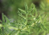 Anthemis tinctoria