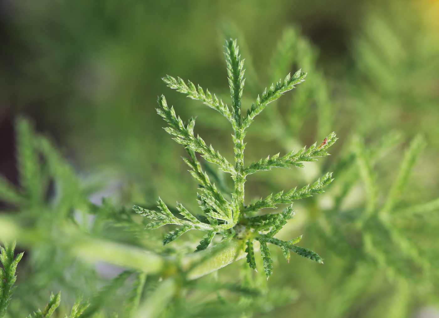 Image of Anthemis tinctoria specimen.