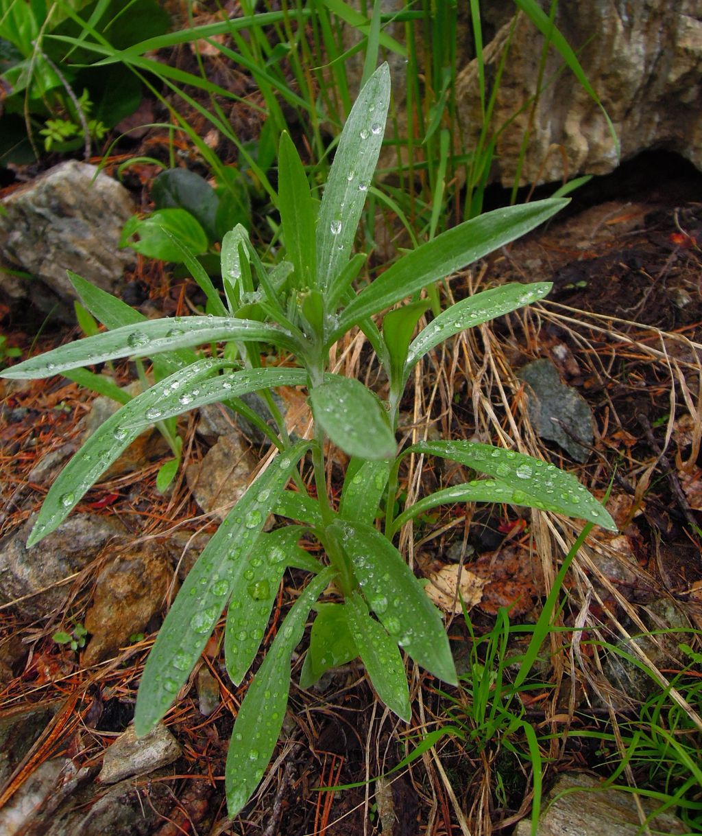 Image of genus Omalotheca specimen.