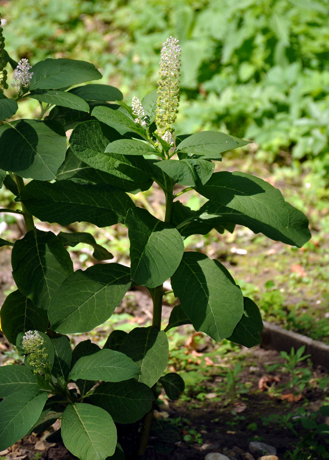 Image of Phytolacca acinosa specimen.