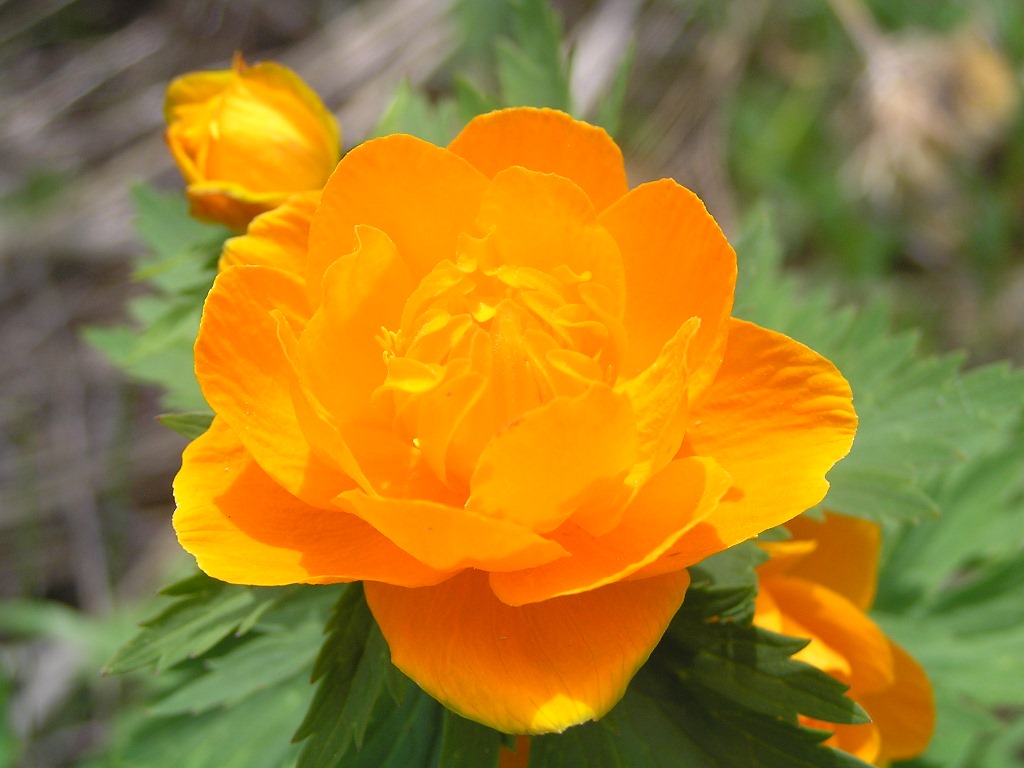 Image of Trollius asiaticus specimen.