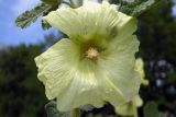 Alcea rugosa