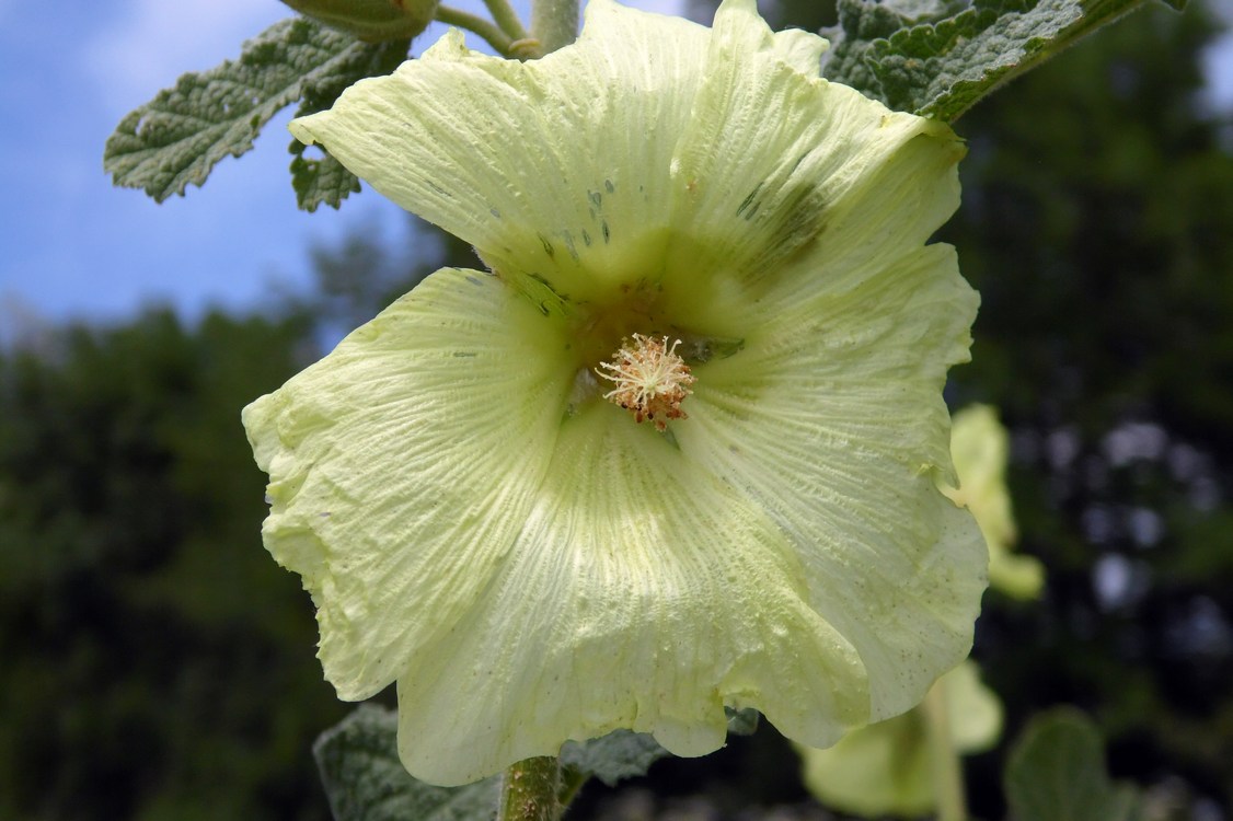 Изображение особи Alcea rugosa.