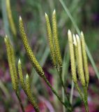 Lycopodium clavatum. Верхушки побегов со стробилами. Украина, Волынская обл., Ратновский р-н, восточнее с. Залухов, понижение в сосновом лесу возле оз. Волянское. 1 августа 2007 г.