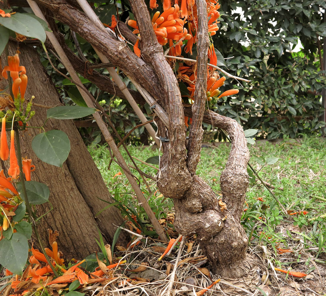 Изображение особи Pyrostegia venusta.