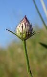 Cephalaria transsylvanica