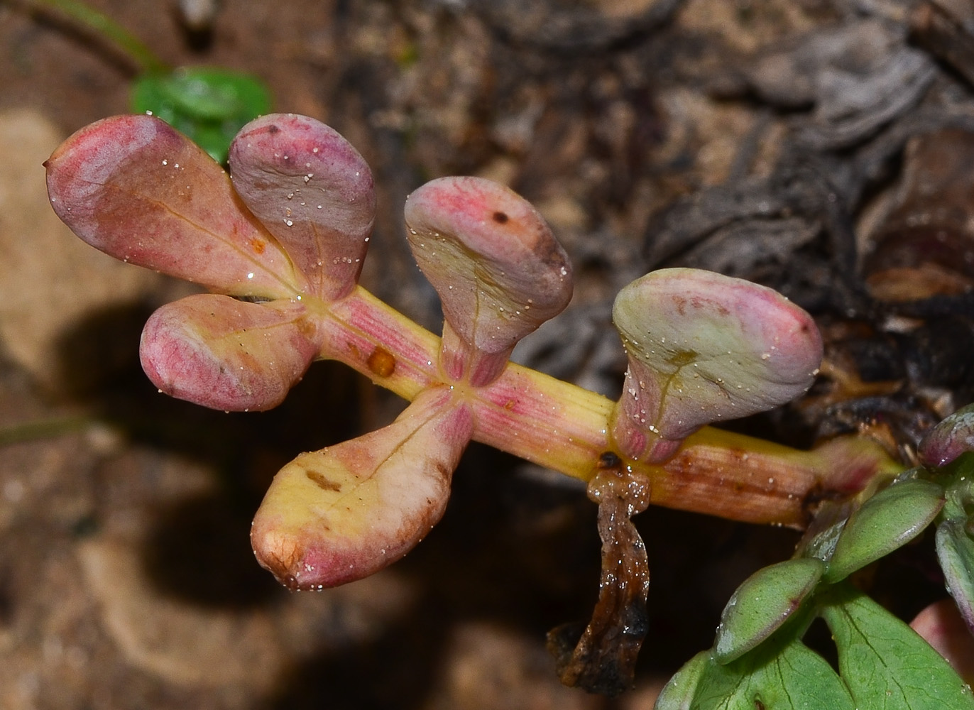 Image of Crithmum maritimum specimen.