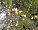 Utricularia minor