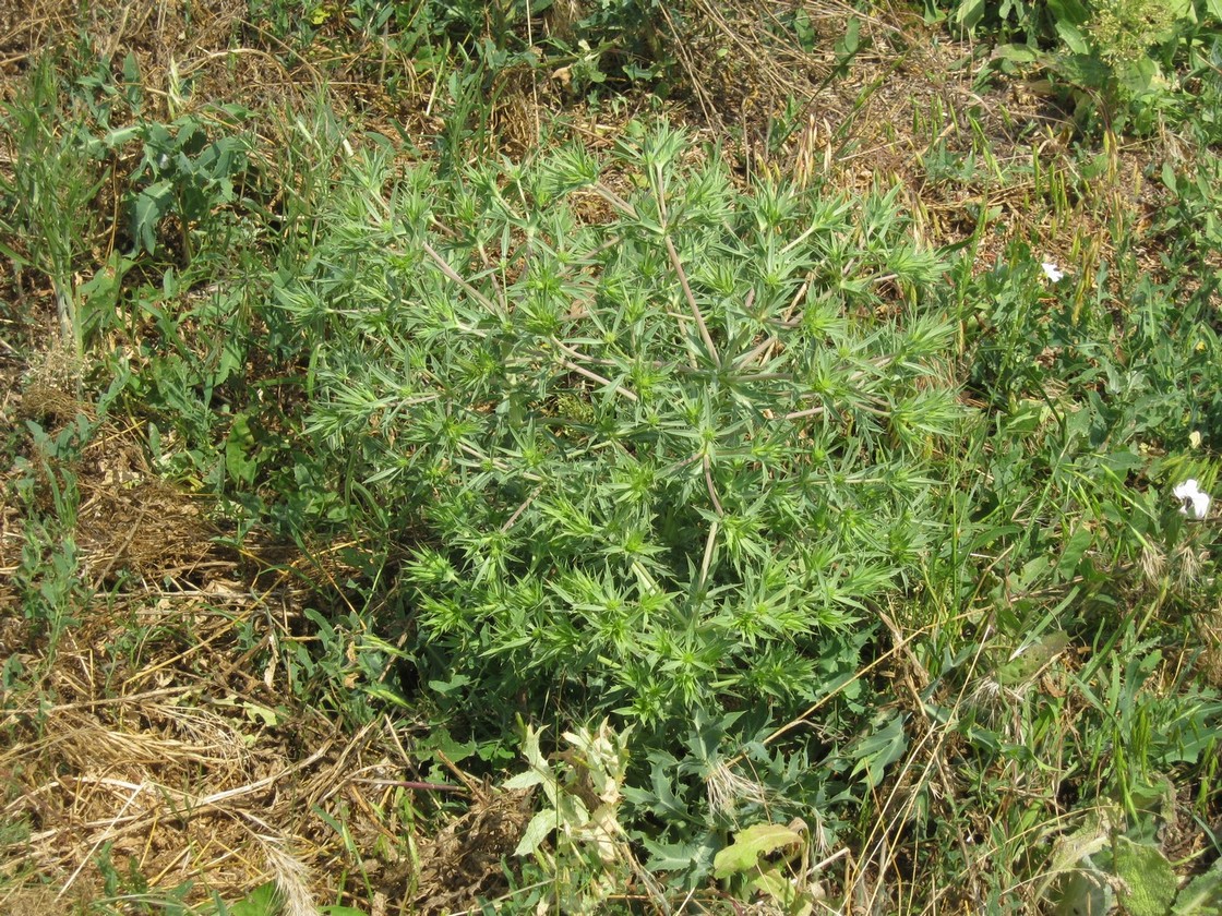 Image of Eryngium campestre specimen.