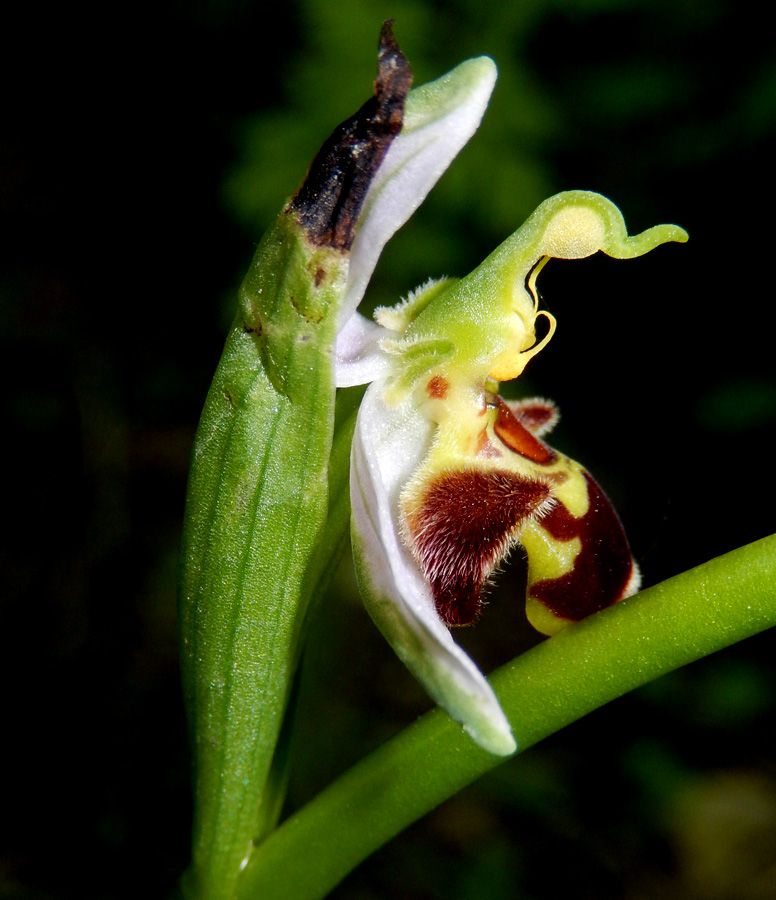 Image of Ophrys apifera specimen.