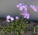 Primula pinnata