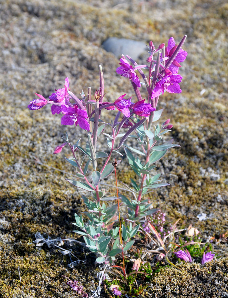 Image of Chamaenerion latifolium specimen.