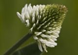 Trifolium montanum