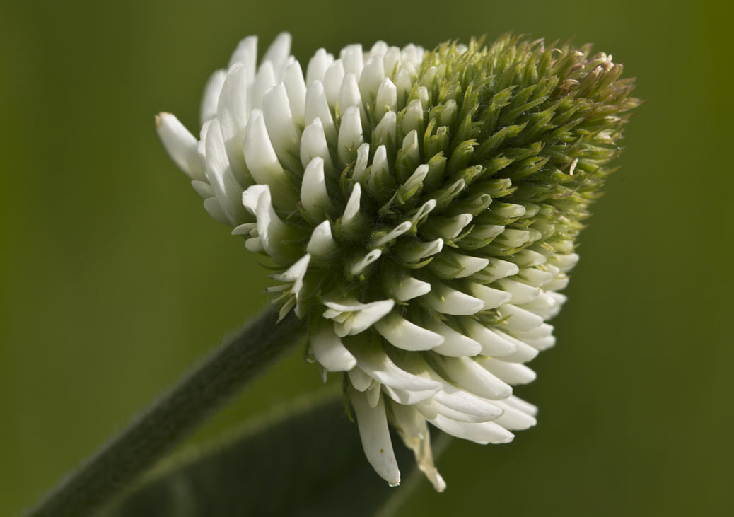 Изображение особи Trifolium montanum.