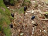 Clintonia udensis. Плоды. Приморье, Шкотовский р-н, окр. с. Анисимовка, хребет Ливадийский, гора Литовка, хвойно-лиственный лес. 24.09.2016.