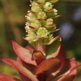 Orostachys malacophylla