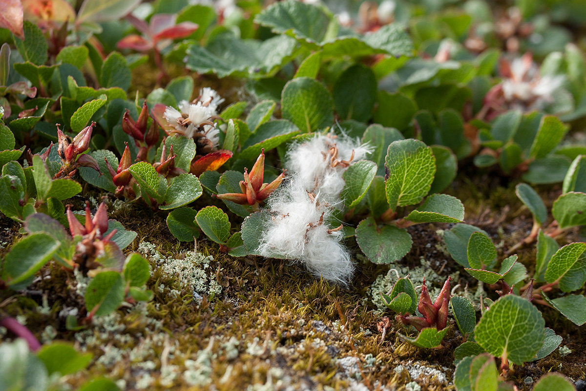 Изображение особи Salix herbacea.