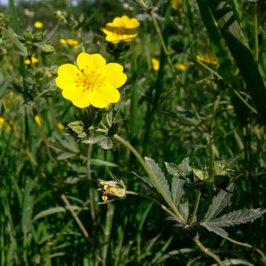 Image of Potentilla goldbachii specimen.