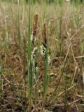 Carex trinervis. Цветущие растения. Нидерланды, провинция Friesland, о-в Schiermonnikoog, сырой луг с Erica tetralix. 24 мая 2010 г.