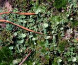 Cladonia fimbriata