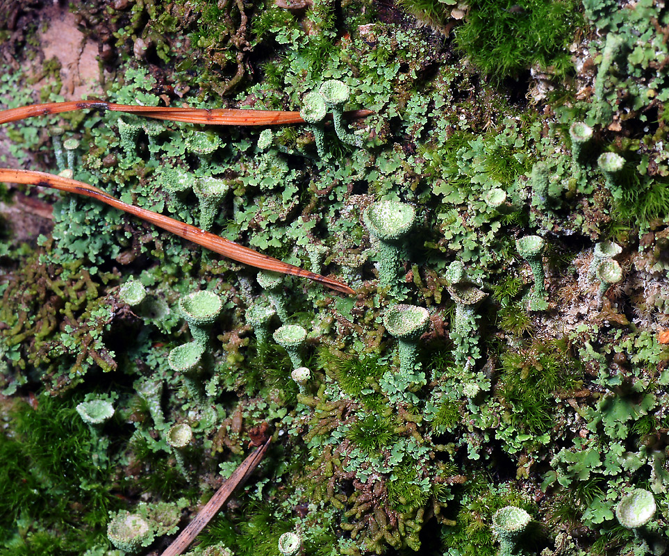 Изображение особи Cladonia fimbriata.