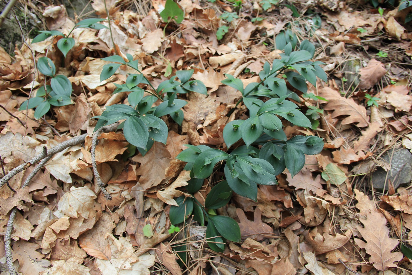 Изображение особи Ruscus hypoglossum.