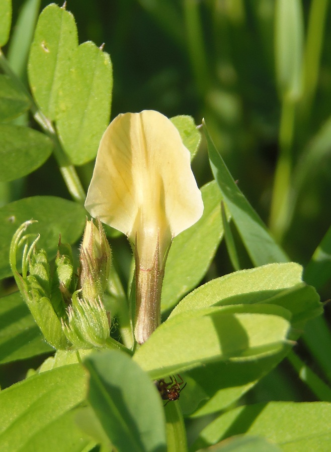 Изображение особи Vicia grandiflora.