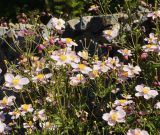 Anemone hupehensis
