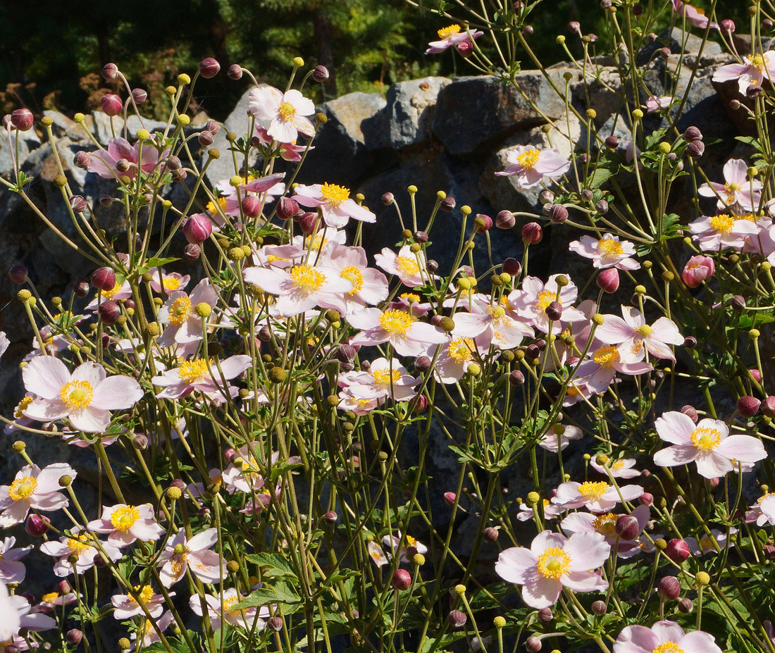 Изображение особи Anemone hupehensis.