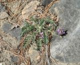 Oxytropis strobilacea. Цветущее растение. Шелеховский р-н, окр. с. Шаманка, скала на берегу р. Иркут близ устья р. Куйтун. 17.05.2016.