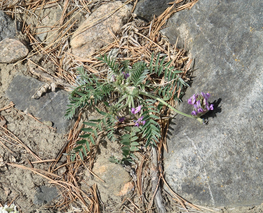 Изображение особи Oxytropis strobilacea.