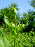 Silphium perfoliatum