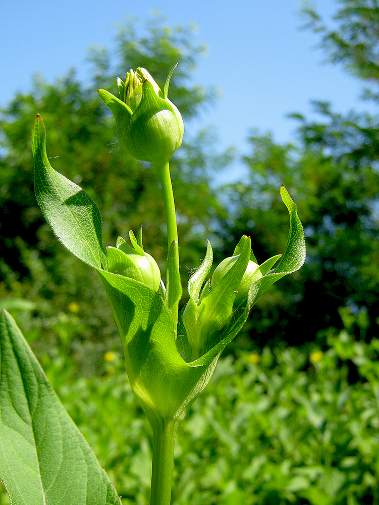Изображение особи Silphium perfoliatum.