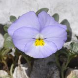 Viola striis-notata