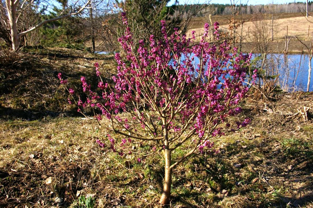 Image of Daphne mezereum specimen.